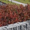 Gro-Low Fragrant Sumac #2 - Image 3